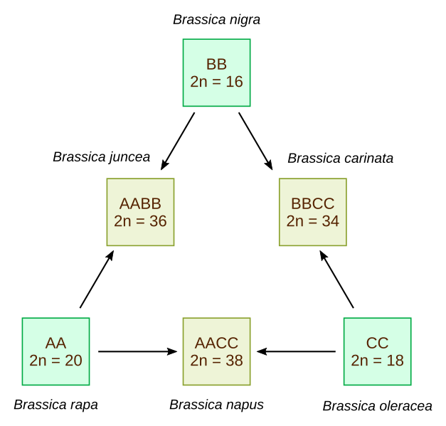 Triangle De U Relations G n tiques Entre 6 Esp ces De Brassica Triangle De U Relations G n tiques Entre 6 Esp ces De Brassica